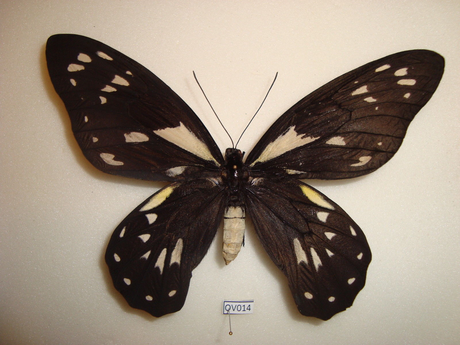 Ornithoptera victoriae victoriae (Aberration,Solomon islands) [Internet image property of respective owner, non commercial use only]